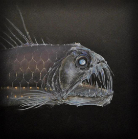 Глубоководное