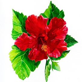 Hibiscus