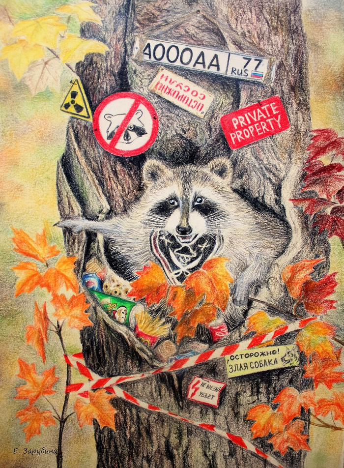 Осторожно! Енот!