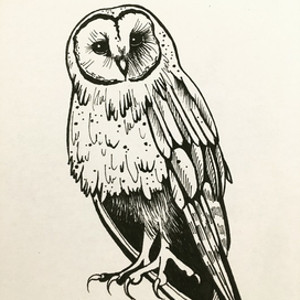 Сова сипуха