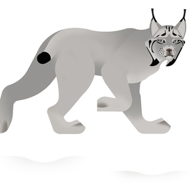 Lynx canadensis - Canada lynx 