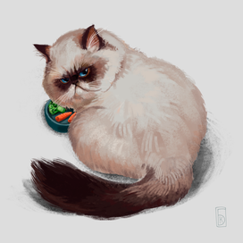 Недовольный котик