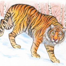 Уссурийский друг