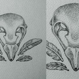 Немного о птицах 2