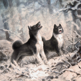 Охотничьи лайки. Русско-европейская лайка.