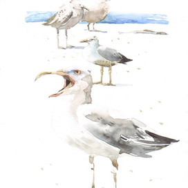 Хорватские чайки