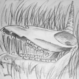 Череп единорога