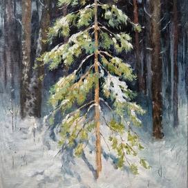 Сосенка в зимнем лесу