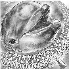 Эрто ,Илл.№19 к главе "Белобокие"