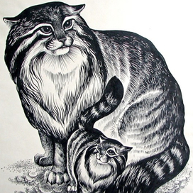 Кот Манул. Иллюстрация к альбому. Красная книга Казахстана.