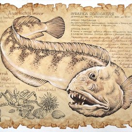 Зубатка полосатая