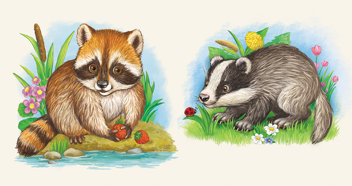 Енот, барсук