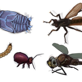 Насекомые, часть 2