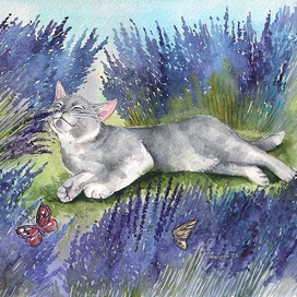 Лавандовое удовольствие