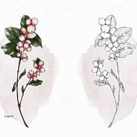 Веточка с ягодами. Ботаника