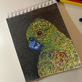 Попугай меня попугай