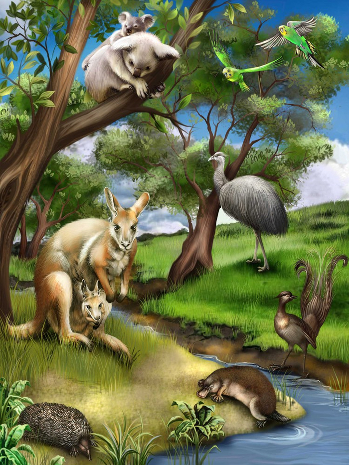 В Австралии