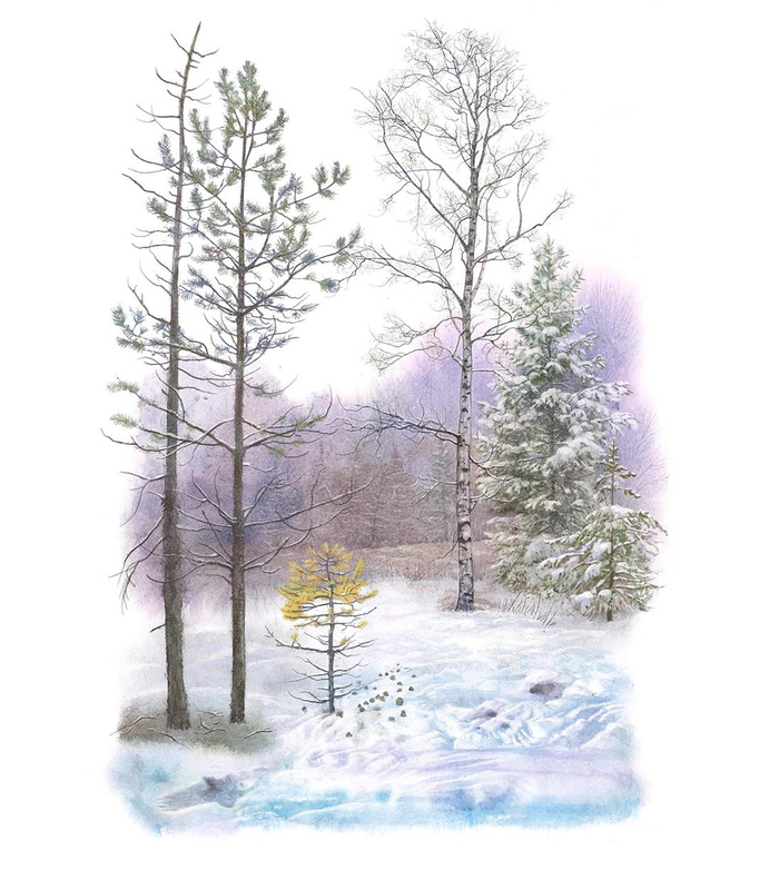 Пришвин. Птицы спрятались в снегу.