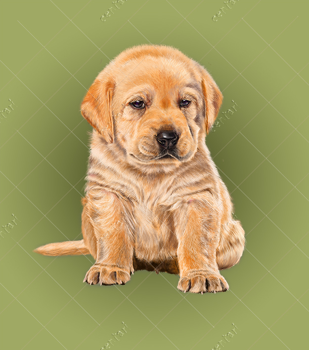Labrador puppy
