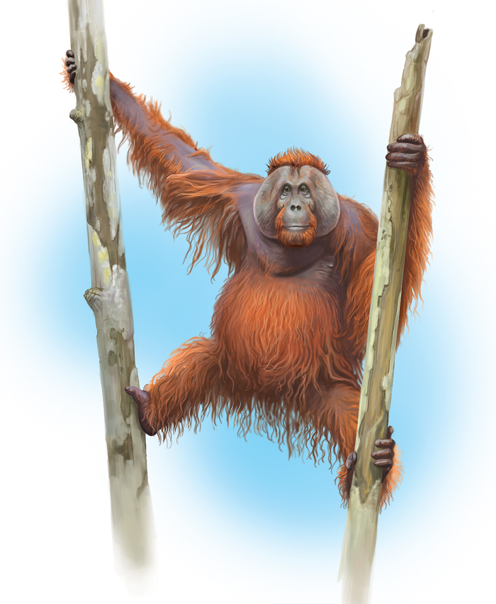 Орангутан