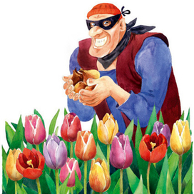похититель тюльпанов