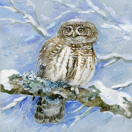 Воробьиный сычик