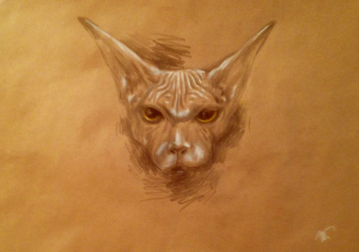 Усички-пусички не дохлый лысенький котик