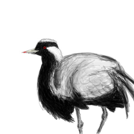 Журавль красавка