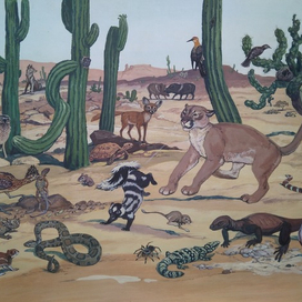 илл. из книги "На поиски животных" (Пустыни Северной Америки)