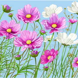 Полевые цветы