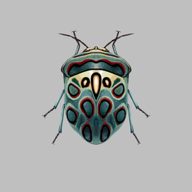 Насекомые -Sphaerocoris annulus