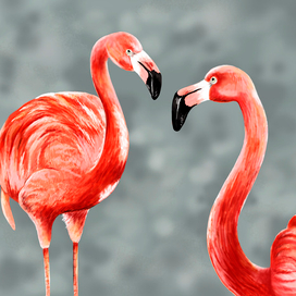 Фламинго