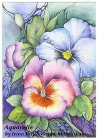 Анютины глазки