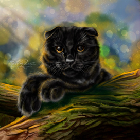 Черный котик шотландской породы