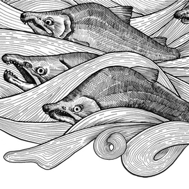 Книжная иллюстрация, серия о Дальнем востоке, концепт