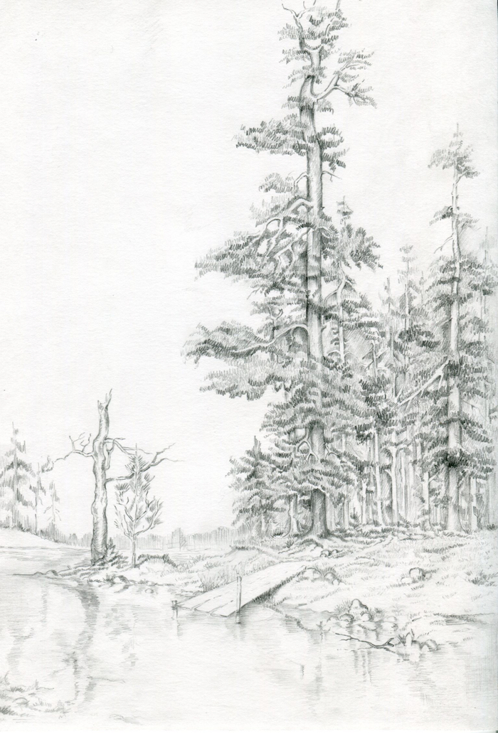 Лесная тишь