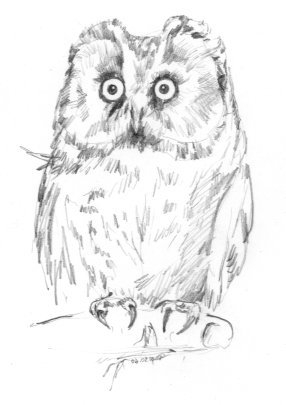 Сыч мохноногий