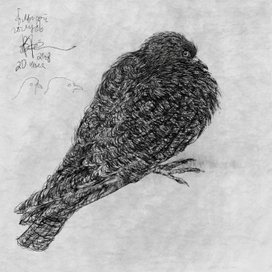 Умирающий Голубь