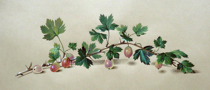 Ветка крыжовника