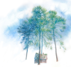 Летние сосны