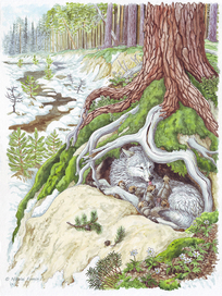 История одного волчонка.