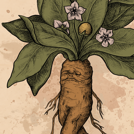 Иллюстрации для карт Таро. Оракул растений.