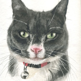 Портрет котика