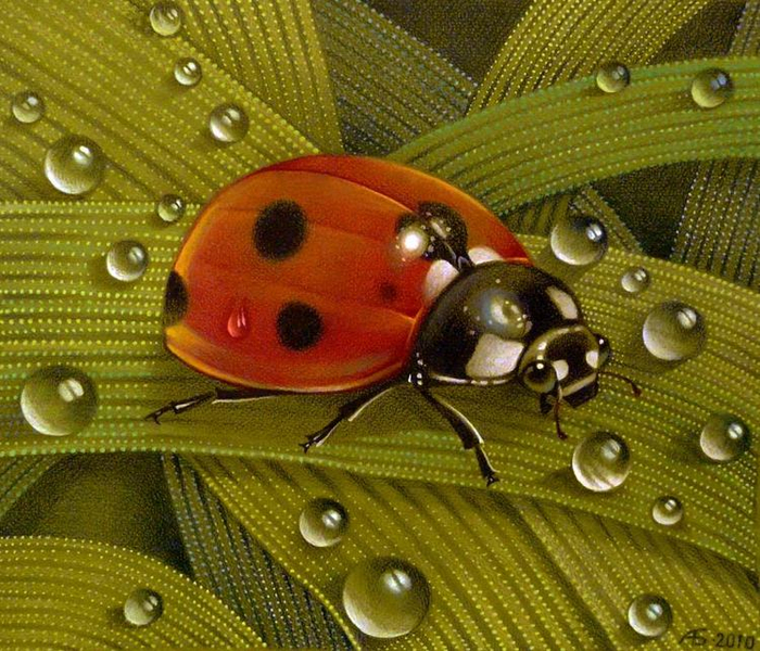 Божья Коровка