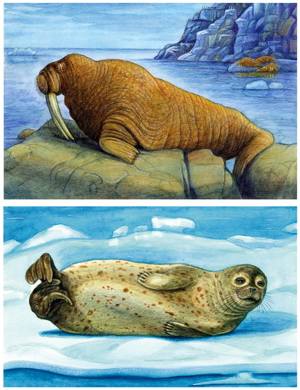 морж, тюлень.