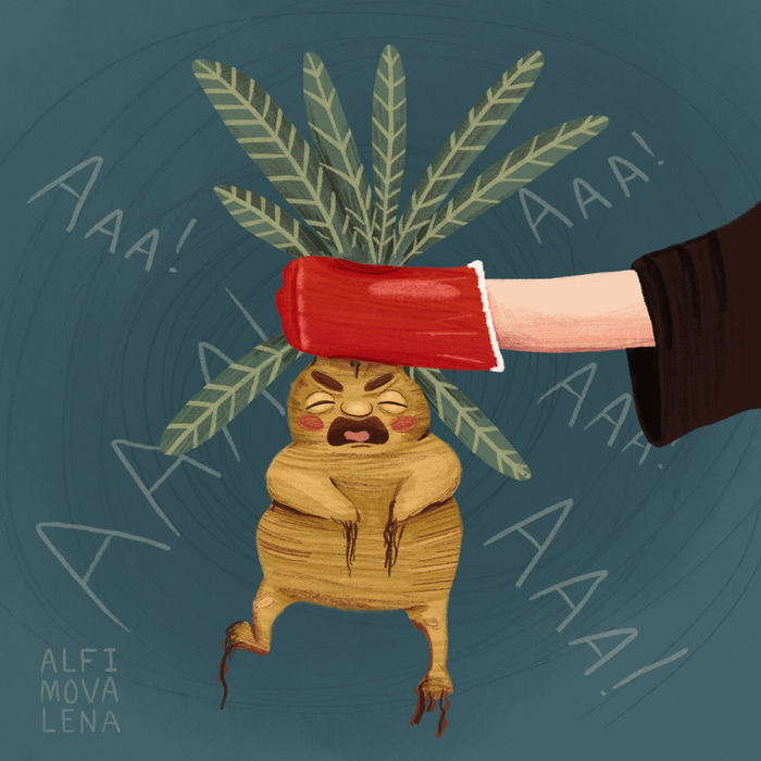 Мандрагора 