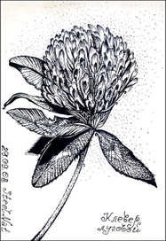 Клевер луговой_TrifoliumPratense