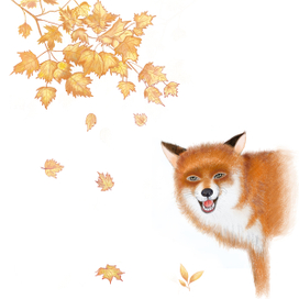 Fox in Autumn 
