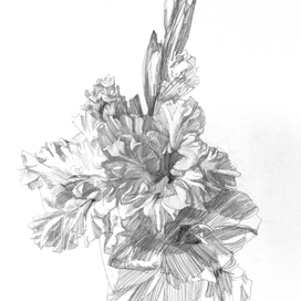 зарисовки с натуры (Гладиолусы)