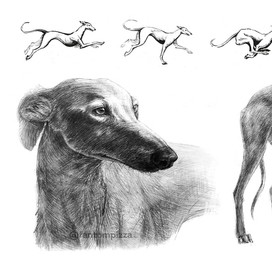 Грейхаунд, 1